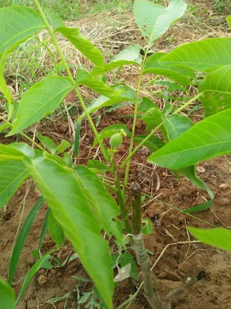 核桃苗
