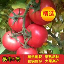 西红柿种子硬粉，早春越夏秋延，耐热耐裂，抗病性好，大果