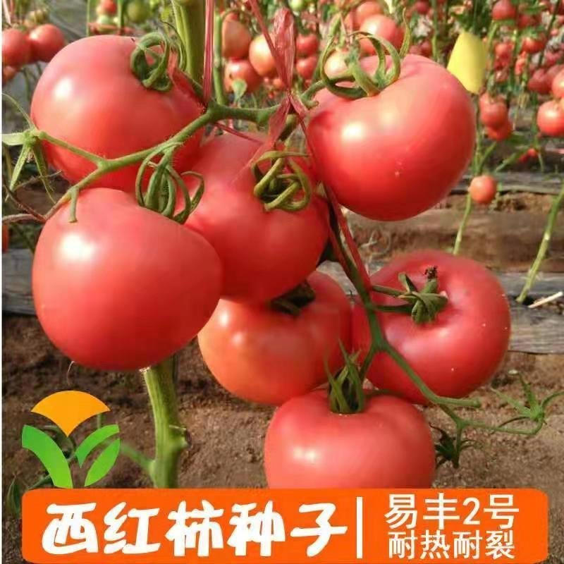 越冬硬粉大果番茄种子抗病能力强高产优良品种寿光直发不上当