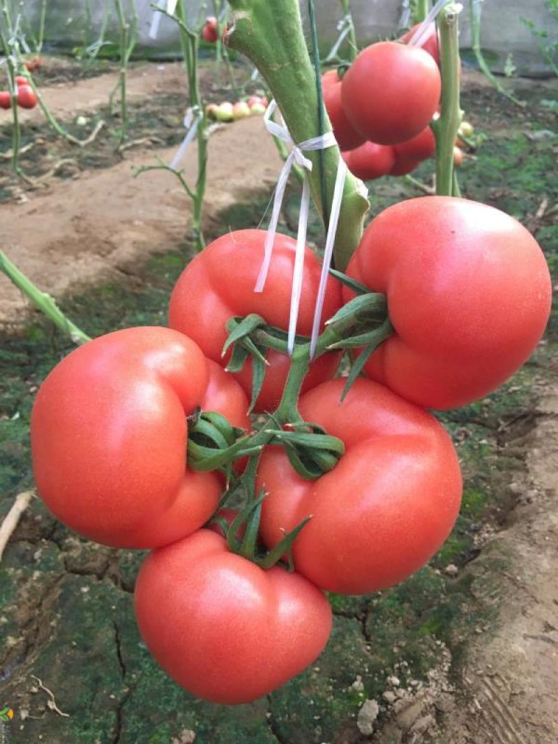 越冬硬粉大果番茄种子抗病能力强高产优良品种寿光直发不上当