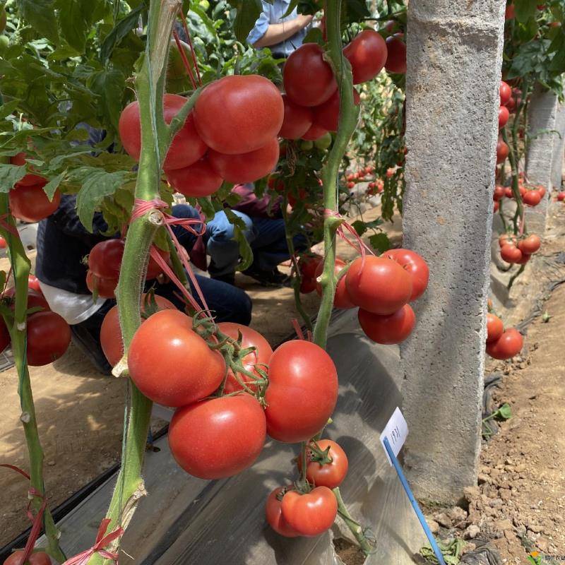 越冬硬粉大果番茄种子抗病能力强高产优良品种寿光直发不上当