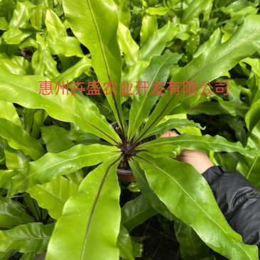 台湾山苏苗