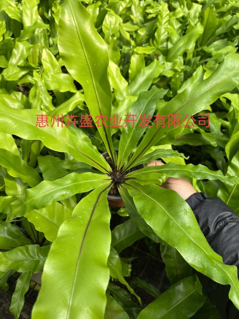 台湾山苏苗