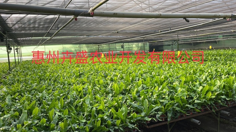 台湾山苏苗
