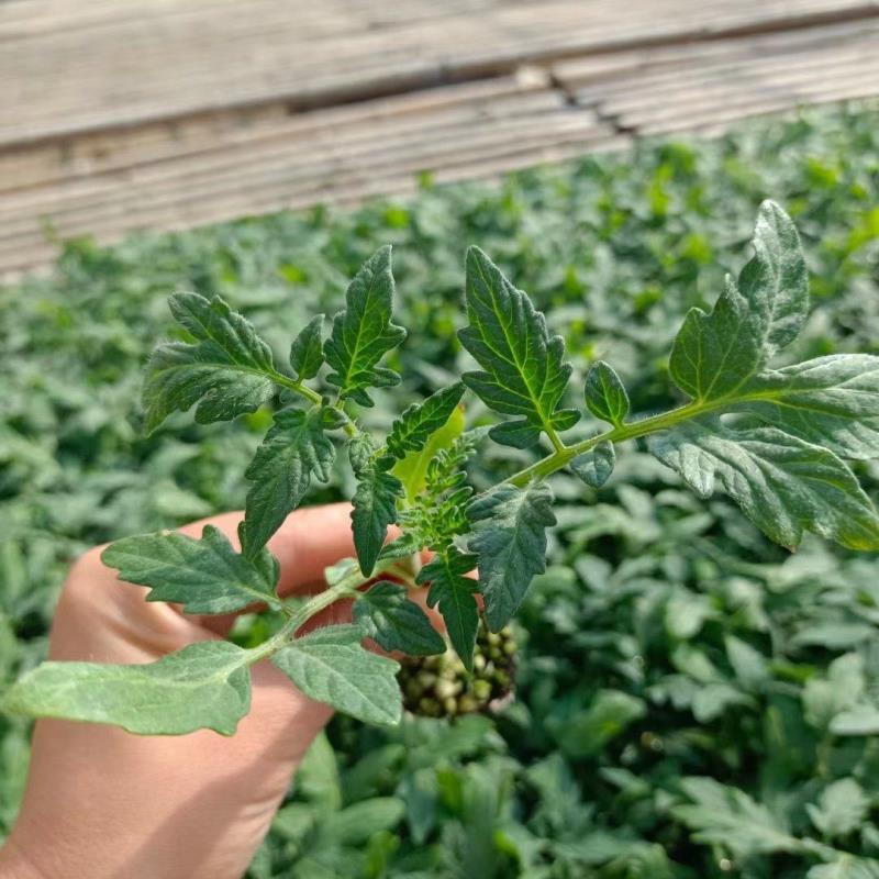 山东潍坊寿光西红柿苗番茄苗，早春越夏秋延越冬番茄苗常年有