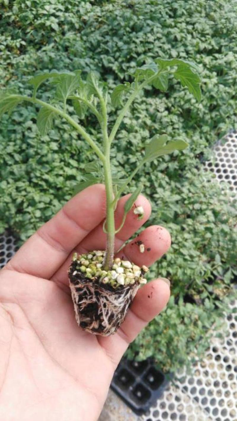 山东潍坊寿光西红柿苗番茄苗，早春越夏秋延越冬番茄苗常年有