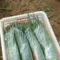 小葱