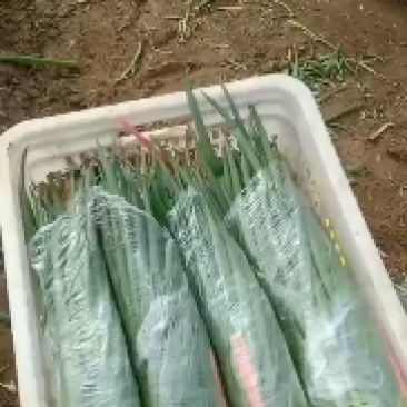 小葱
