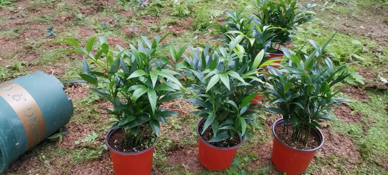 福建漳平竹柏，《基地直销，质量有保证，大量现货》