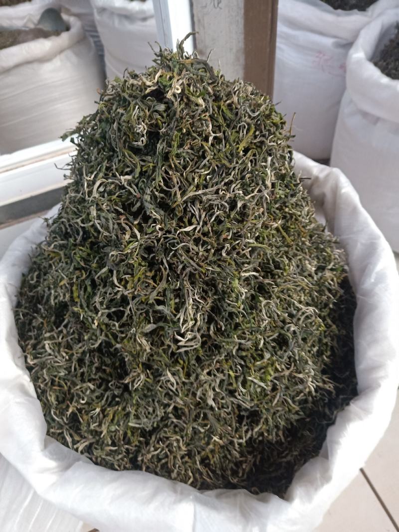 云南普洱绿茶_春茶