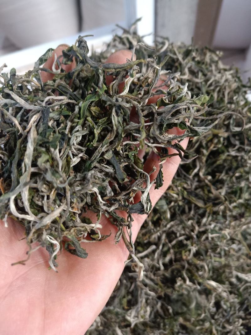 云南普洱绿茶_春茶
