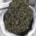 云南普洱绿茶_春茶