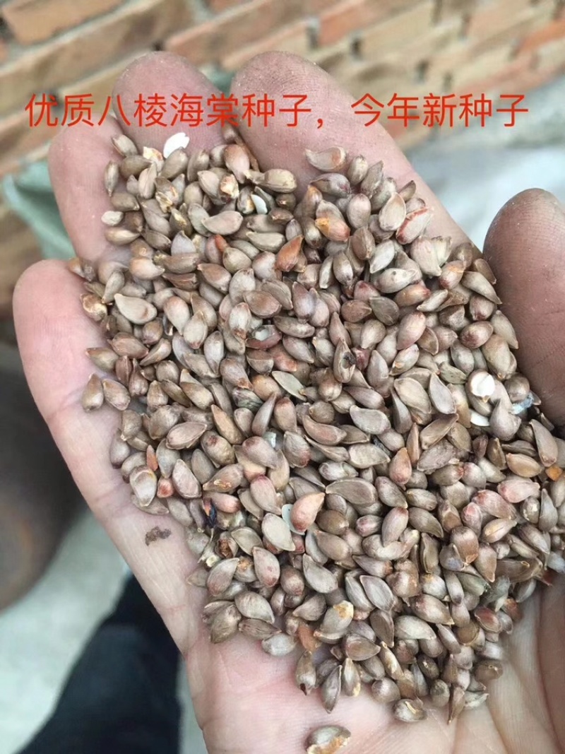 八棱海棠种子，八棱海棠籽，产地直发，春季是沙藏好的