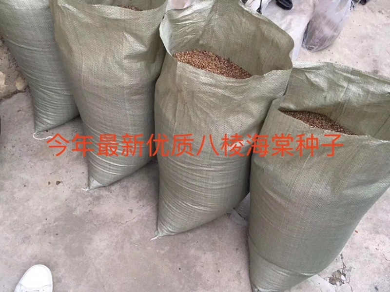 八棱海棠种子，八棱海棠籽，产地直发，春季是沙藏好的