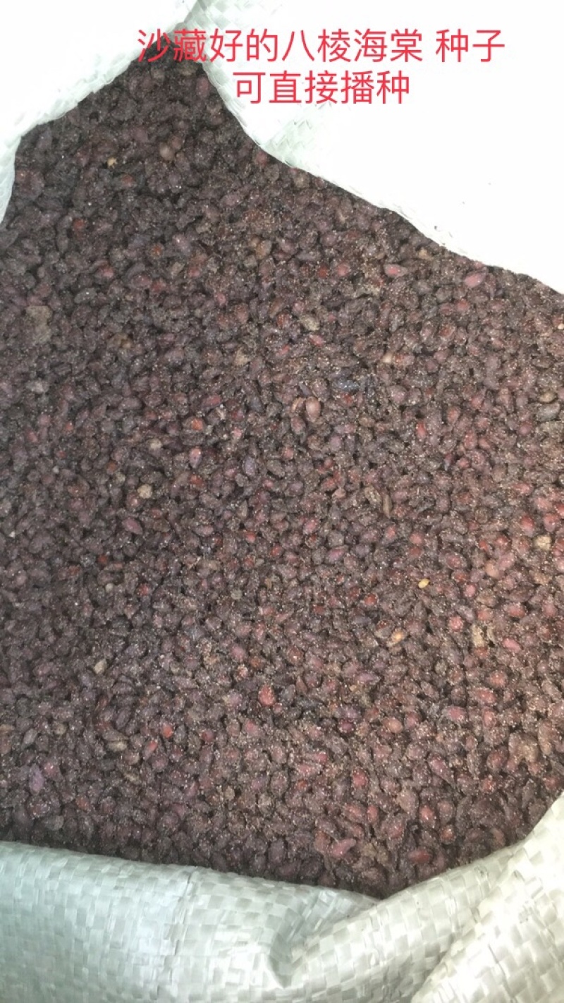 八棱海棠种子，八棱海棠籽，产地直发，春季是沙藏好的