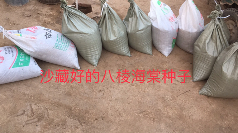 八棱海棠种子，八棱海棠籽，产地直发，春季是沙藏好的