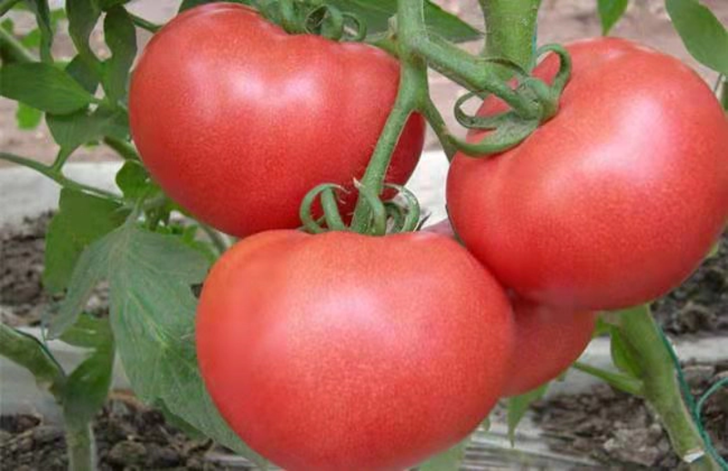 果蔬二用大口感西红柿苗水果柿子苗抗病毒能力强苗子种子