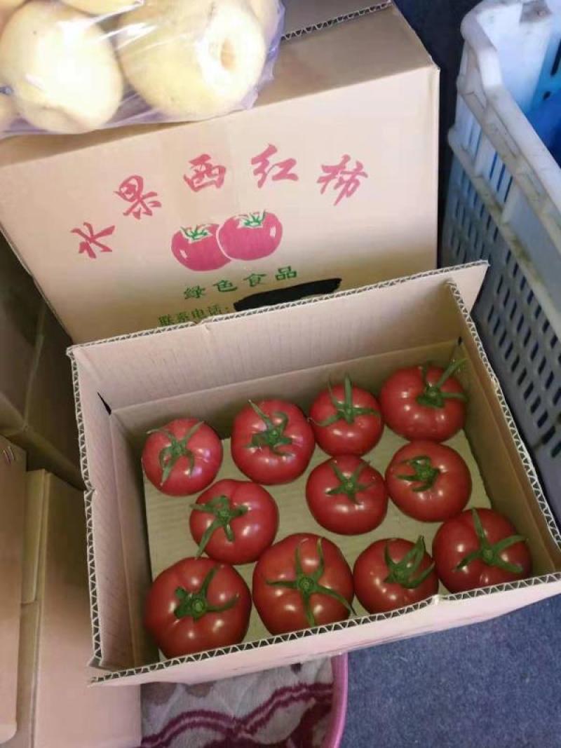 山东潍坊寿光果蔬二用大口感西红柿苗水果柿子苗抗热抗裂抗病