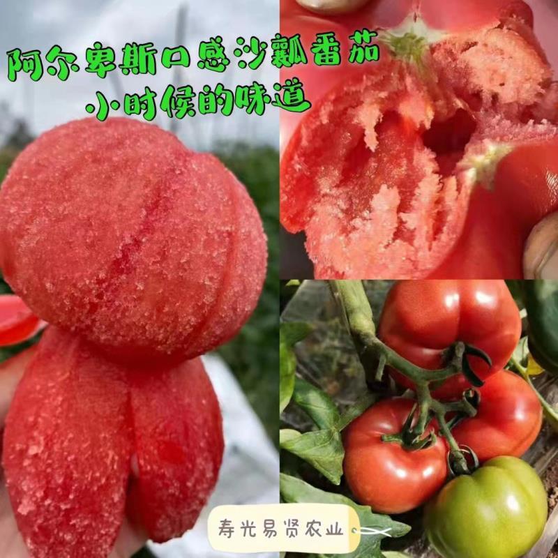 山东潍坊寿光果蔬二用大口感西红柿苗水果柿子苗抗热抗裂抗病