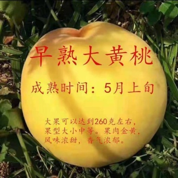 新品种早熟大黄桃桃树苗嫁接桃树苗南北方种植当年结果果树苗