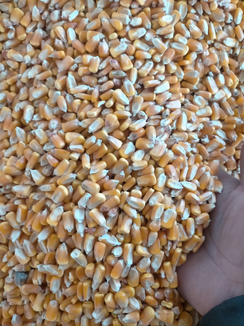 大量出售大颗粒应县玉米