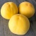 新品种早熟大黄桃桃树苗嫁接桃树苗南北方种植当年结果果树苗