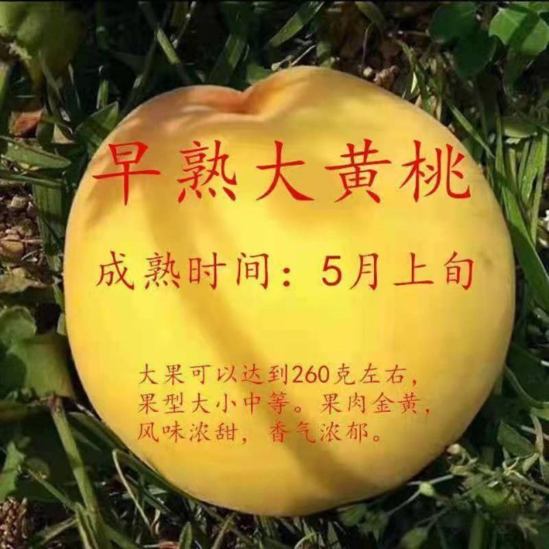 新品种早熟大黄桃桃树苗嫁接桃树苗南北方种植当年结果果树苗