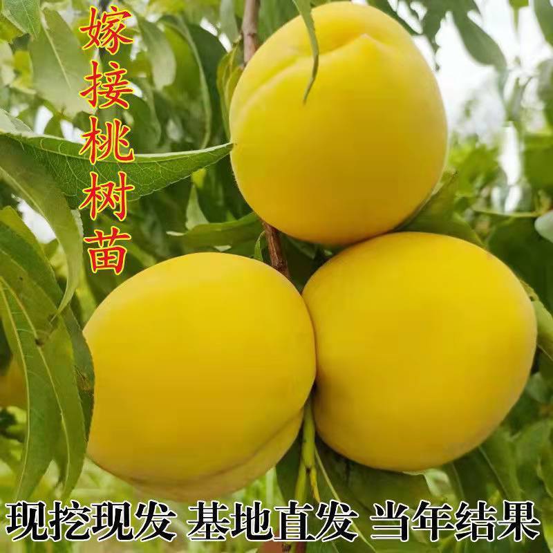 新品种早熟大黄桃桃树苗嫁接桃树苗南北方种植当年结果果树苗