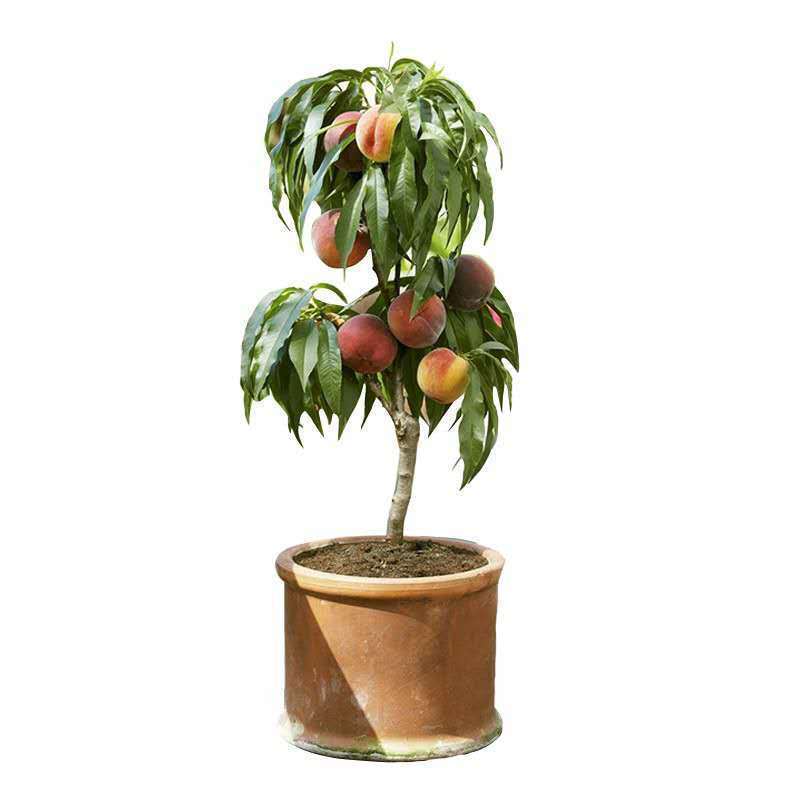 新品种早熟大黄桃桃树苗嫁接桃树苗南北方种植当年结果果树苗