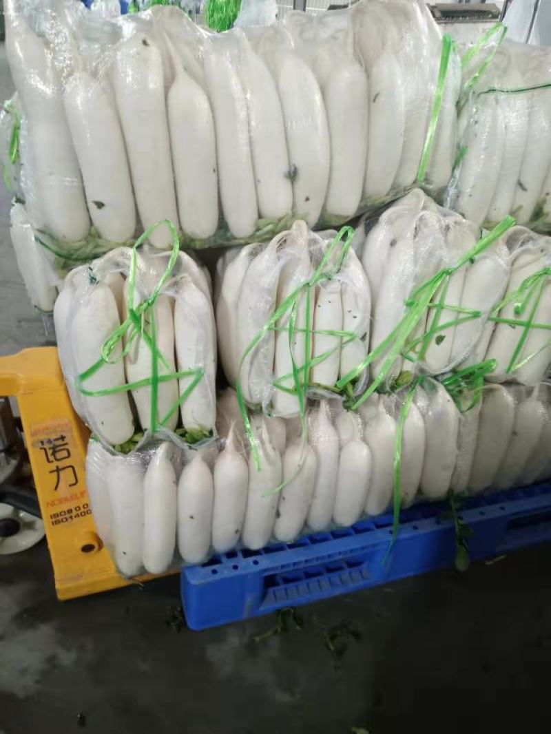 【萝卜】湖北白萝卜，持续供应中，打包装车一条龙服务