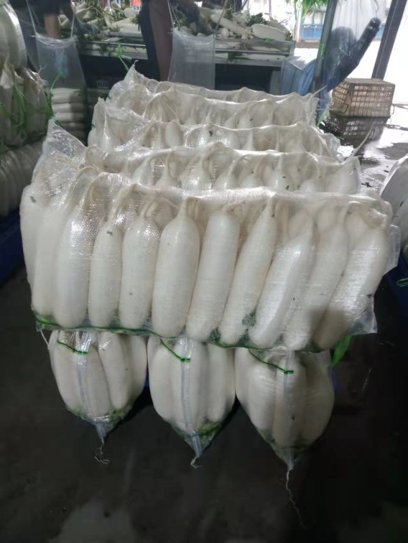 【萝卜】湖北白萝卜，持续供应中，打包装车一条龙服务