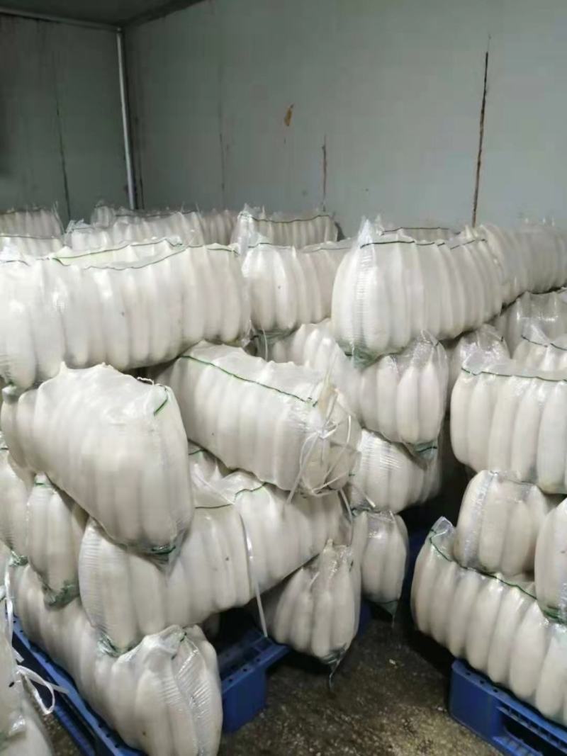 【萝卜】湖北白萝卜，持续供应中，打包装车一条龙服务