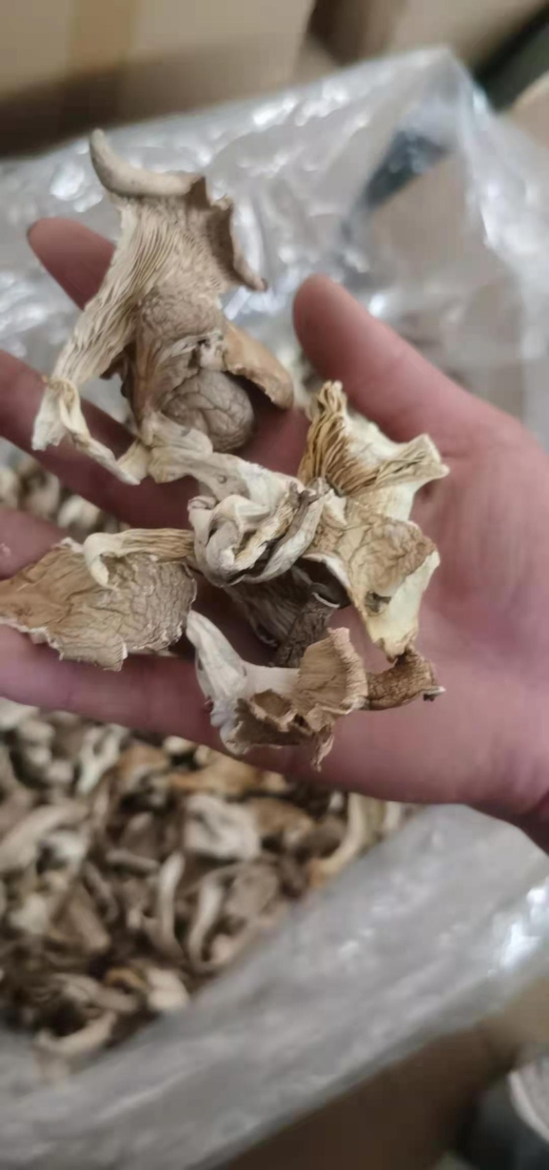 平菇平菇丝平菇干产地直销性价比高干净净重