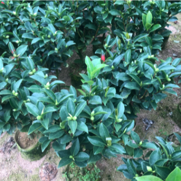 福建漳平《四季茶花》基地直发，价格优惠，保质保量