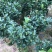 福建漳平《四季茶花》基地直发，价格优惠，保质保量