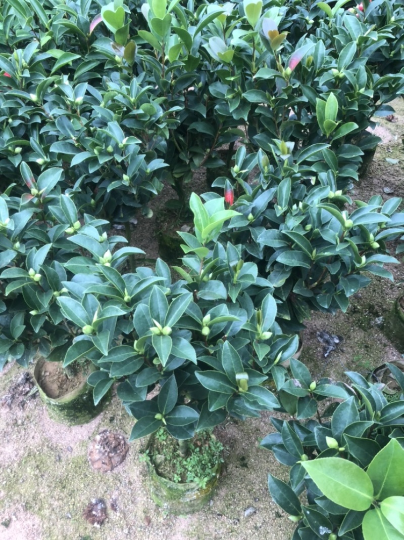 福建漳平《四季茶花》基地直发，价格优惠，保质保量