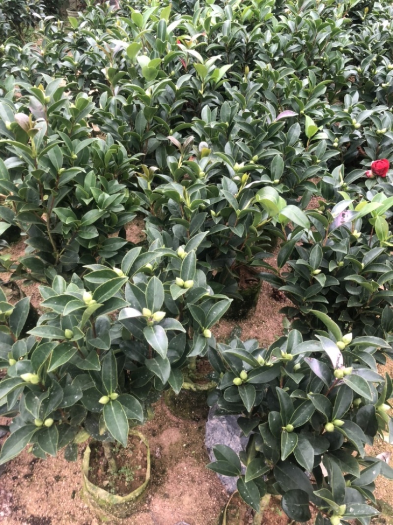 福建漳平《四季茶花》基地直发，价格优惠，保质保量