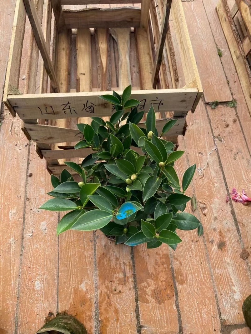 福建漳平《四季茶花》基地直发，价格优惠，保质保量