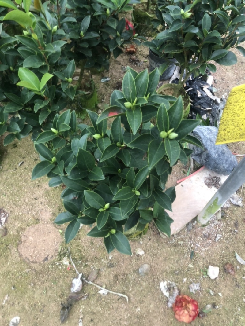 福建漳平《四季茶花》基地直发，价格优惠，保质保量