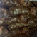 定西土豆大量批发.定西土豆长期出售.规格齐全、精选土豆