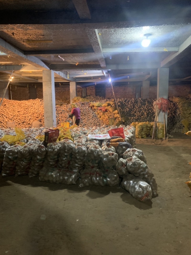 定西土豆大量批发.定西土豆长期出售.规格齐全、精选土豆