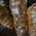 定西土豆大量批发.定西土豆长期出售.规格齐全、精选土豆