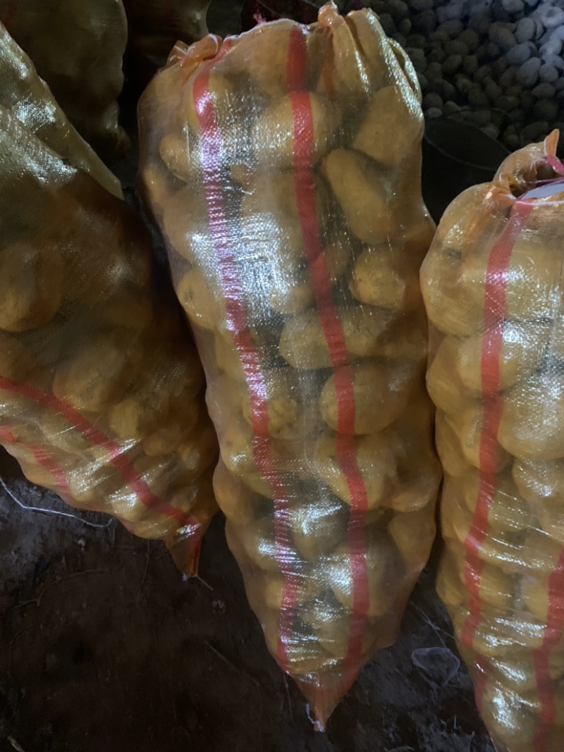 定西土豆大量批发.定西土豆长期出售.规格齐全、精选土豆