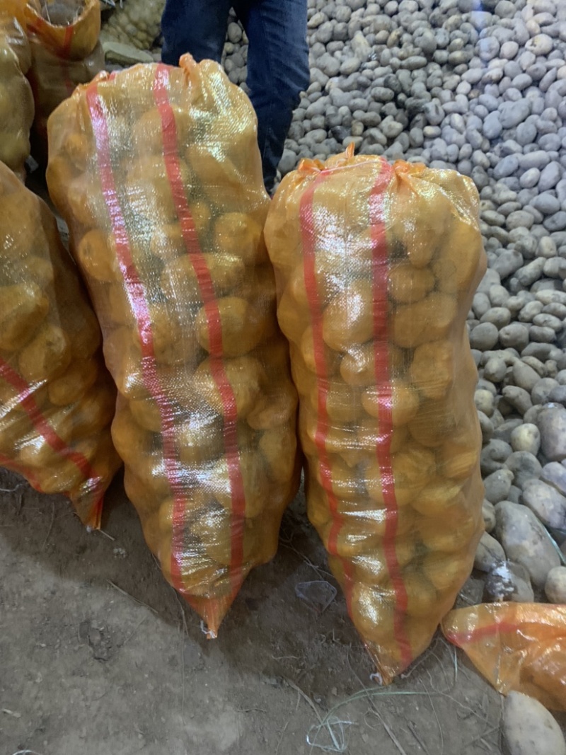 定西土豆大量批发.定西土豆长期出售.规格齐全、精选土豆