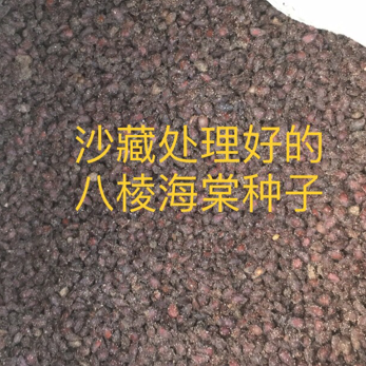 八棱海棠种子，八棱海棠籽，产地直发，春季是沙藏好的