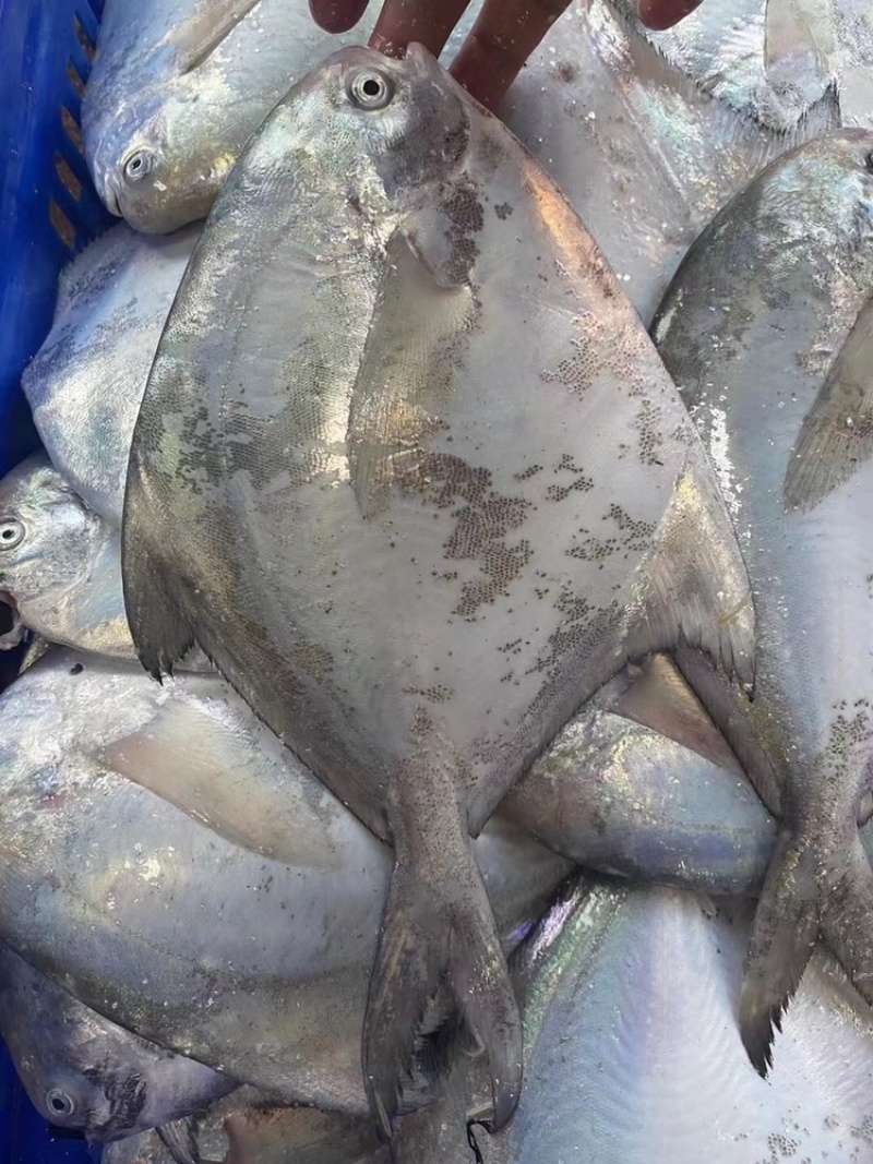 海鲜干货
