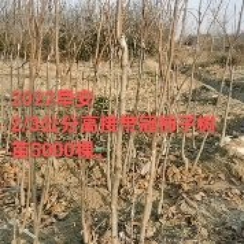 山西纯正阳丰甜柿子接穗大量供应，柿子苗，阳丰甜柿子果