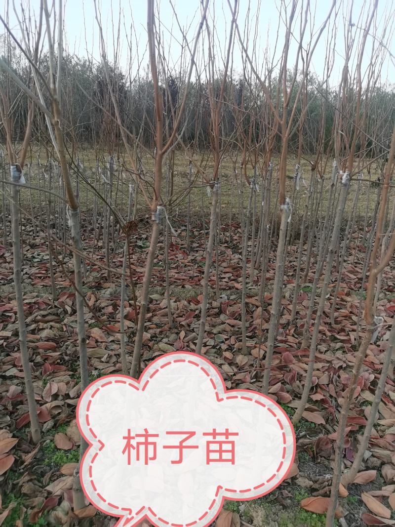 山西纯正阳丰甜柿子接穗大量供应，柿子苗，阳丰甜柿子果