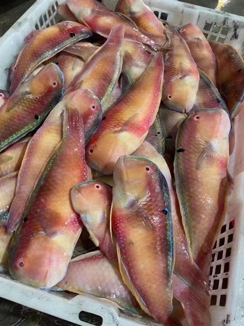 海鲜干货