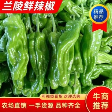山东兰陵芜湖椒苏椒，电商货，一手货源！薄皮椒常年有货